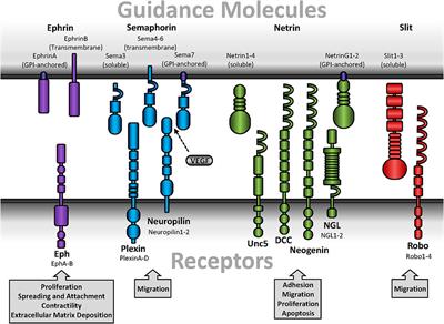 Guidance Molecules in Vascular Smooth Muscle